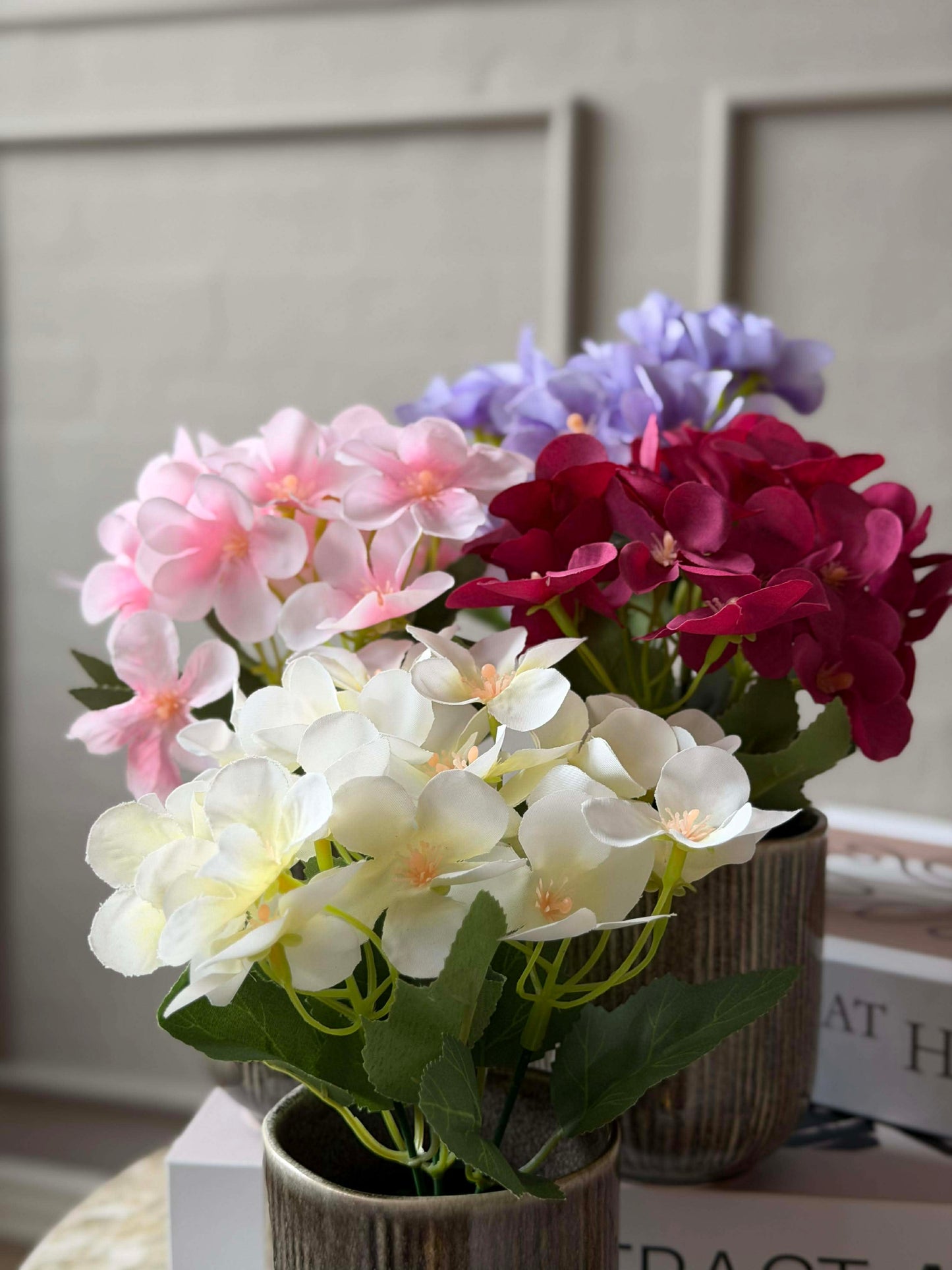 Mini hortensia i potte - flere farver