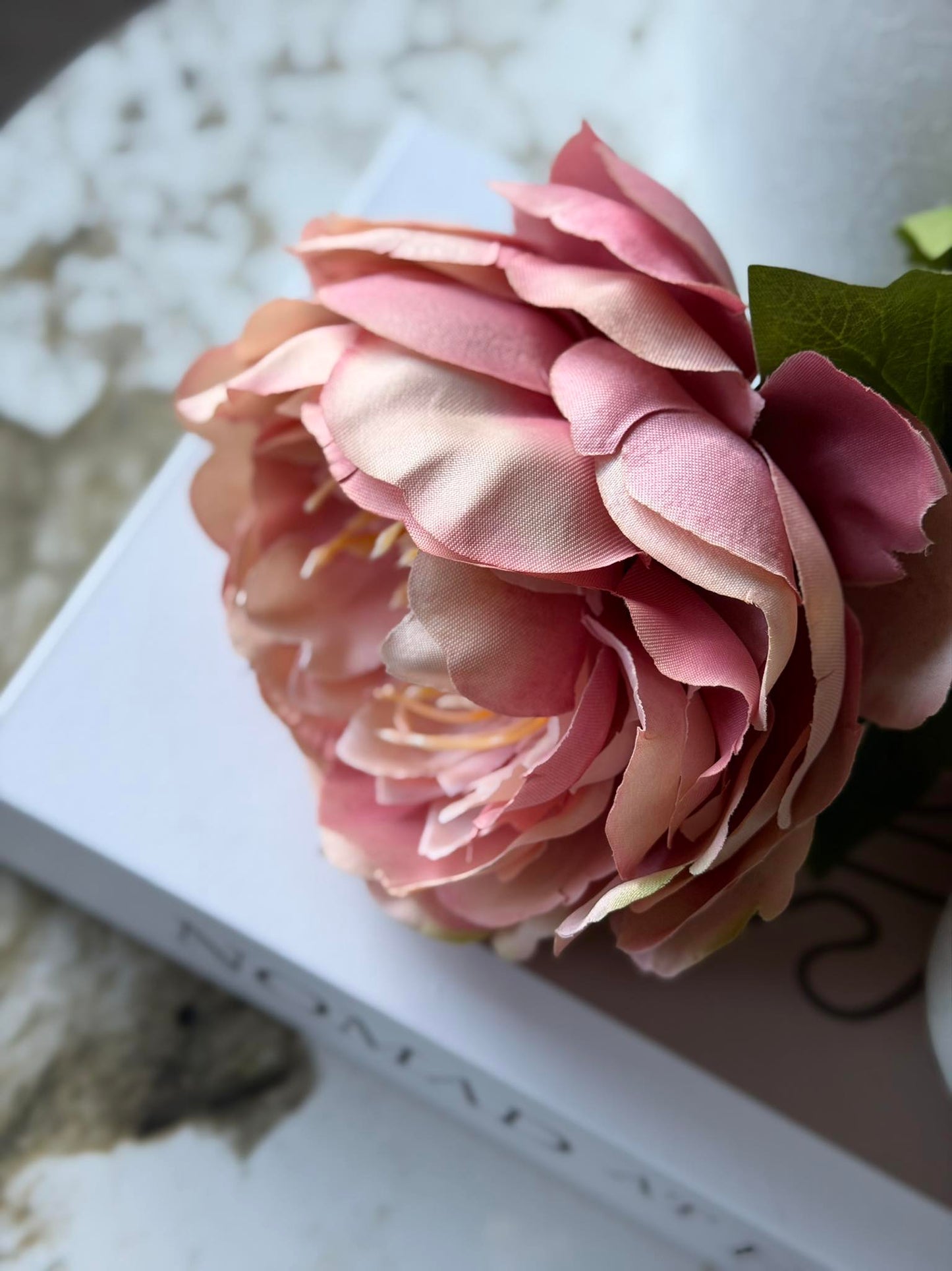 Blomst Pæon Rosa