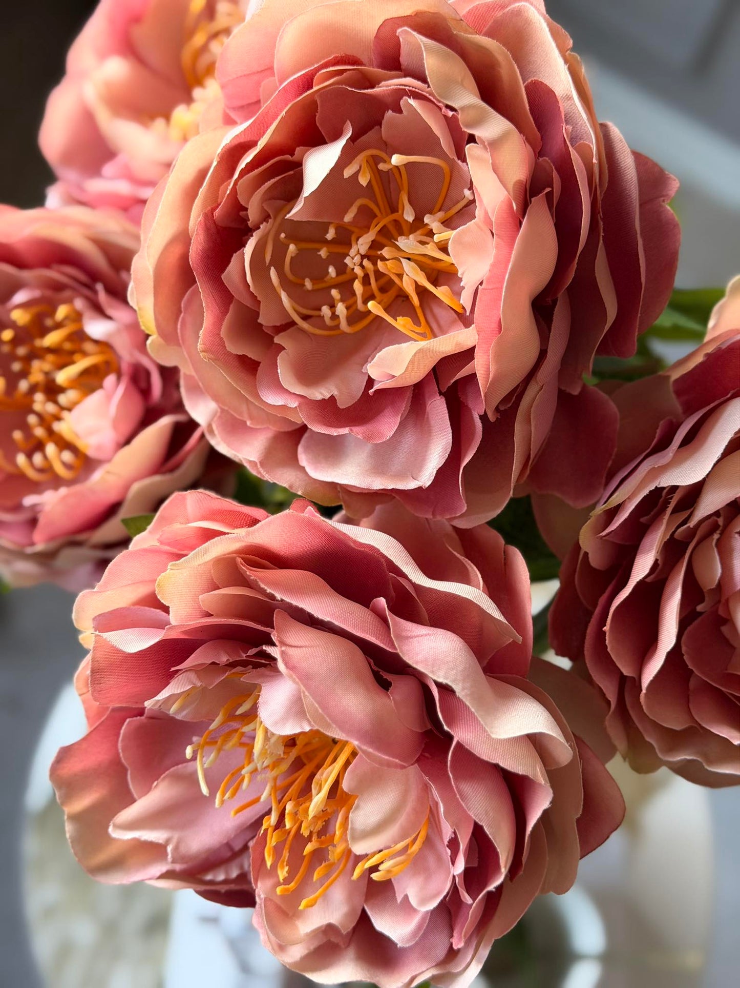 Blomst Pæon Rosa