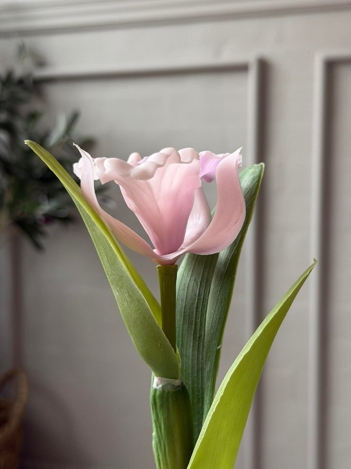 Orkidé i Potte Rosa - Flere størrelser