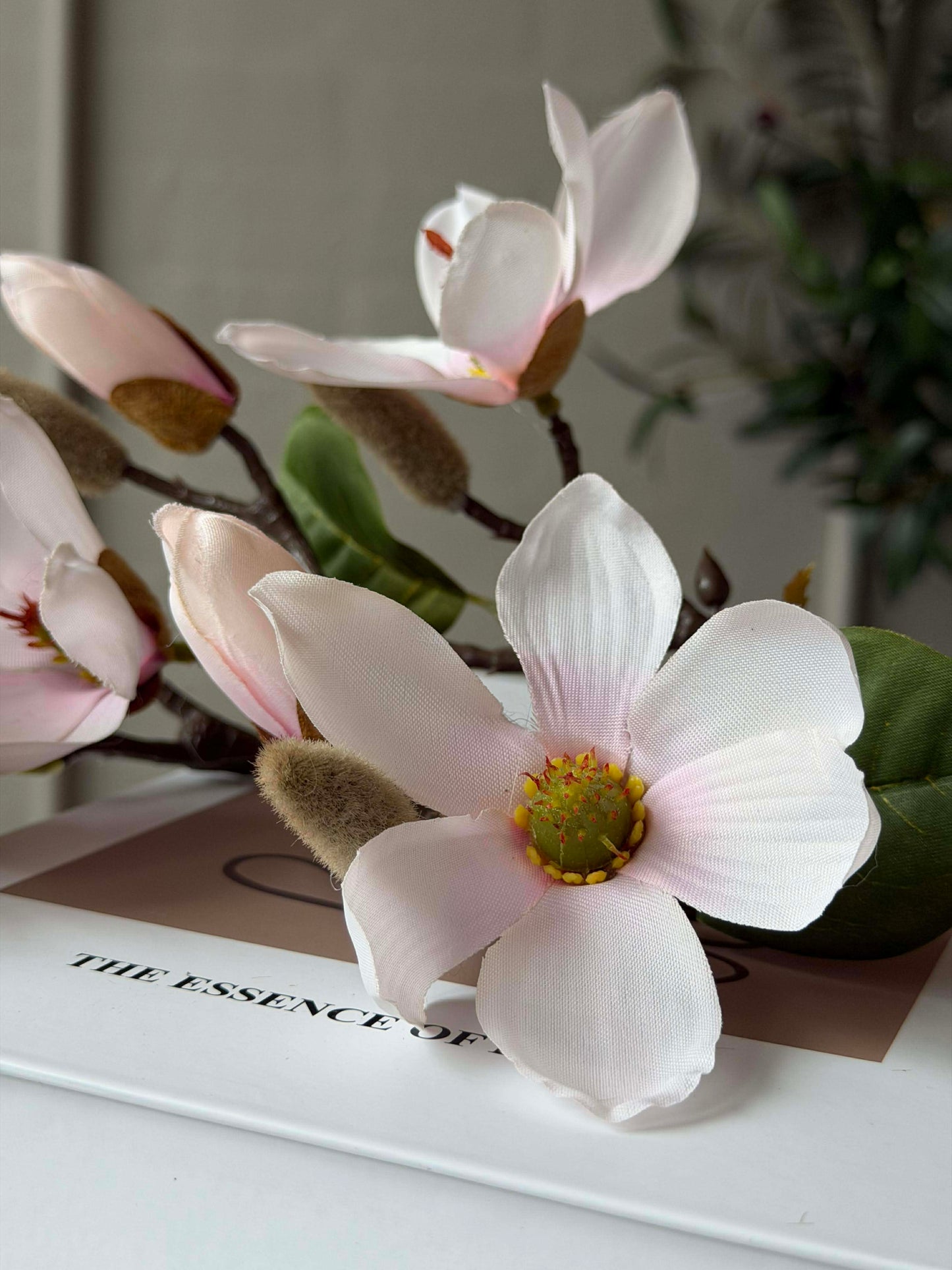 Magnoliagren - Pink 52cm