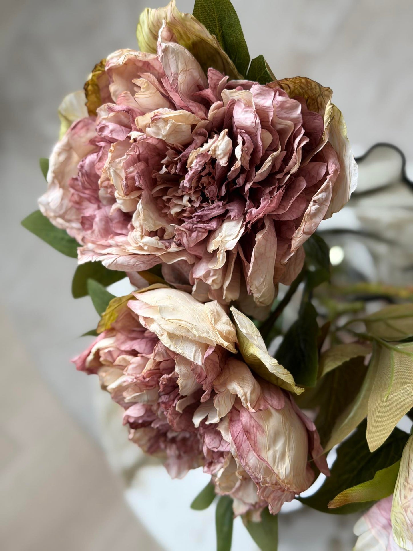 Blomst Pæon -  Antik Cream / rosa