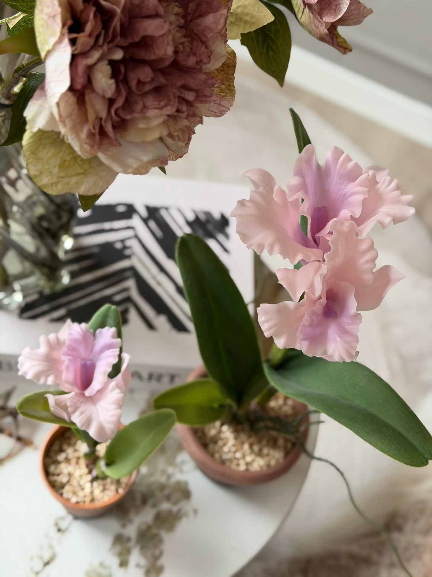 Orkidé i Potte Rosa - Flere størrelser