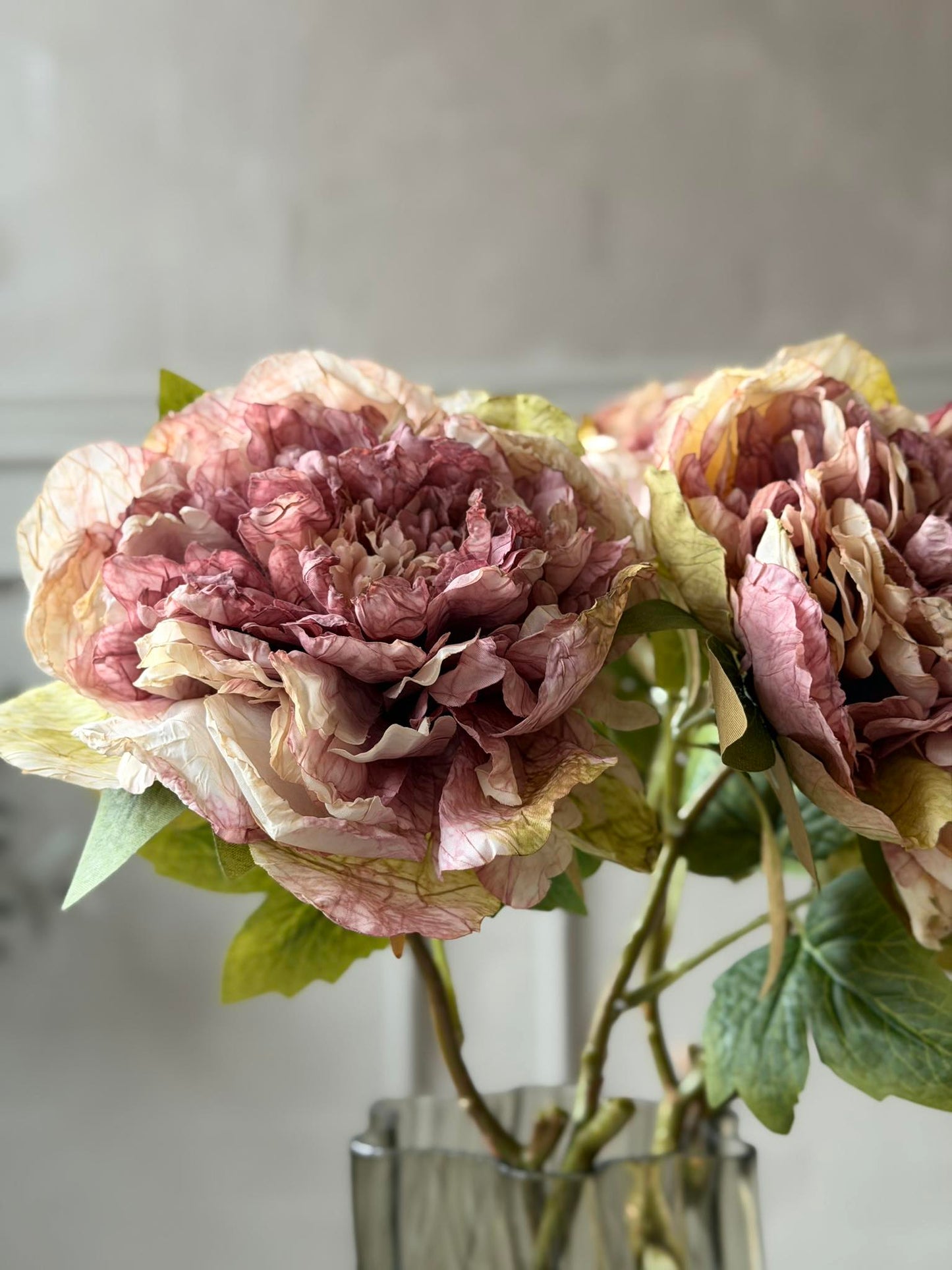 Blomst Pæon -  Antik Cream / rosa