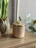Krukke med låg – Beige med fugl i guld