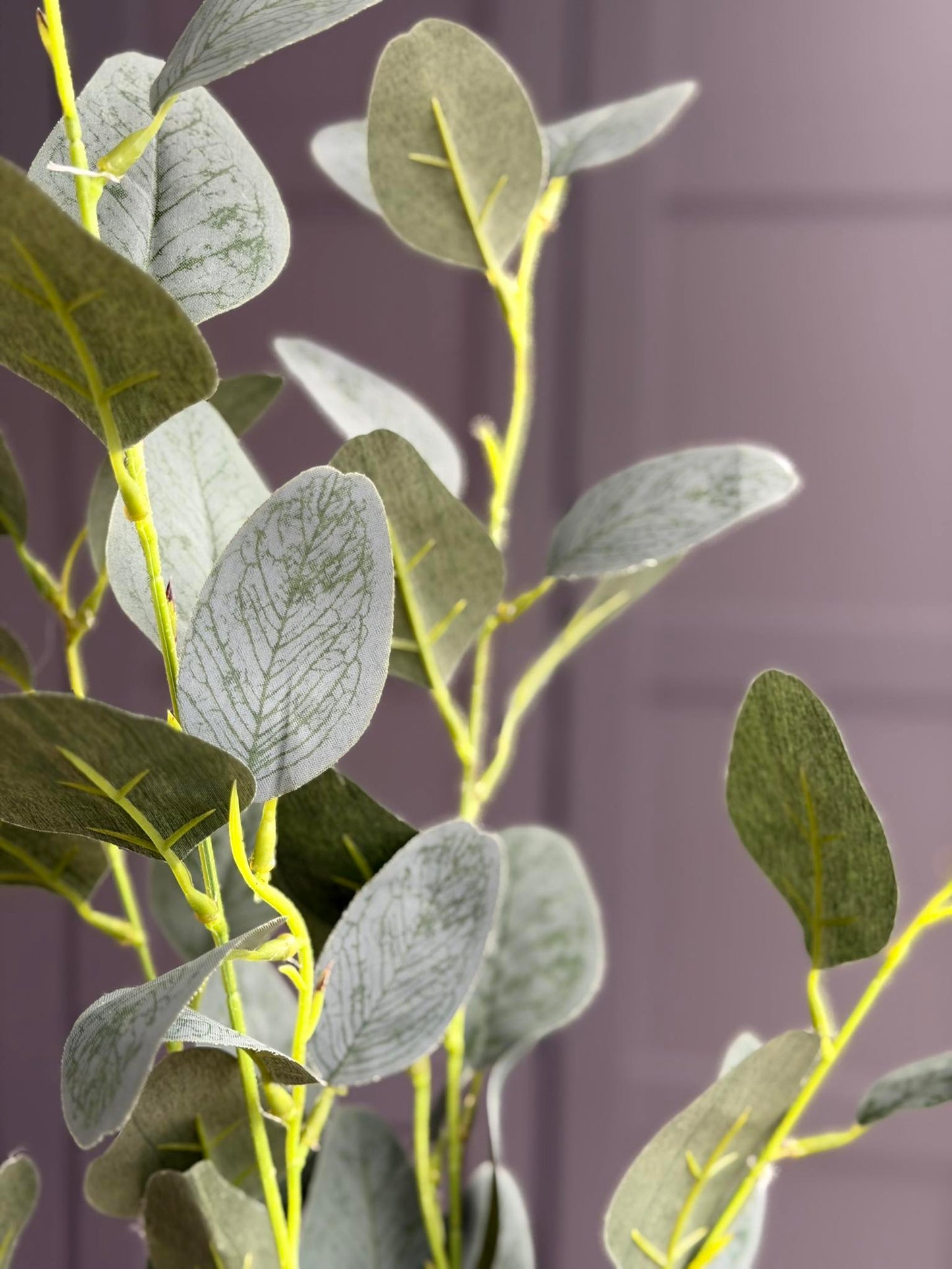 Eucalyptus gren - 100cm