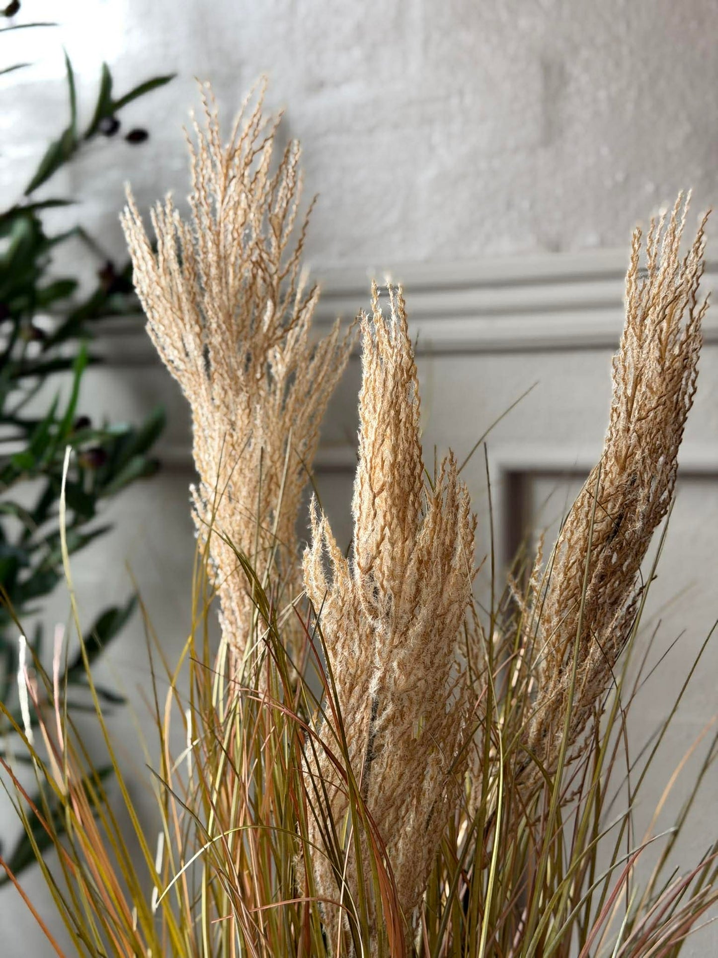 Pampas i potte til inde og ude - 60 cm
