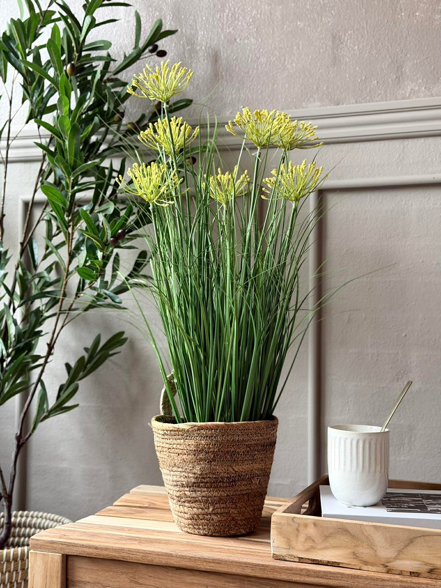 Hvid lupin i potte til inde og ude - 60 cm