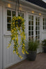 Hængeblomst med solar
