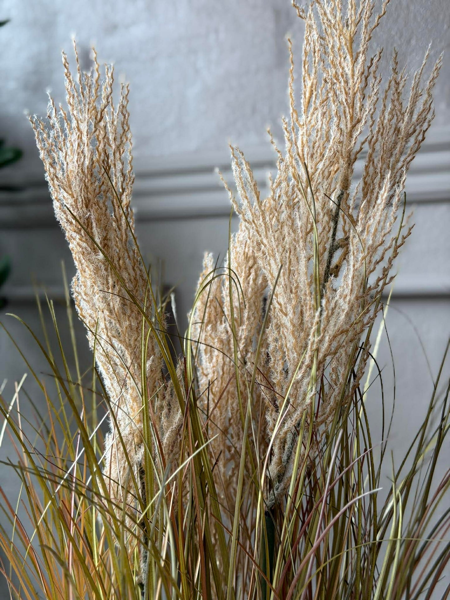 Pampas i potte til inde og ude - 60 cm