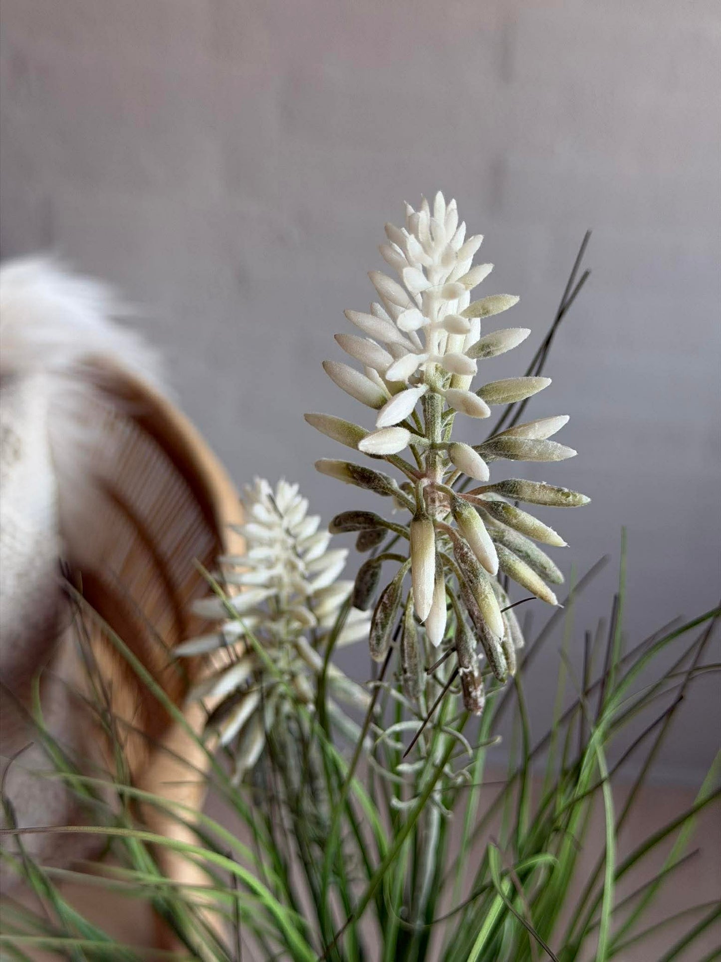 Lupin Hvid i buket til inde og ude - 70 cm