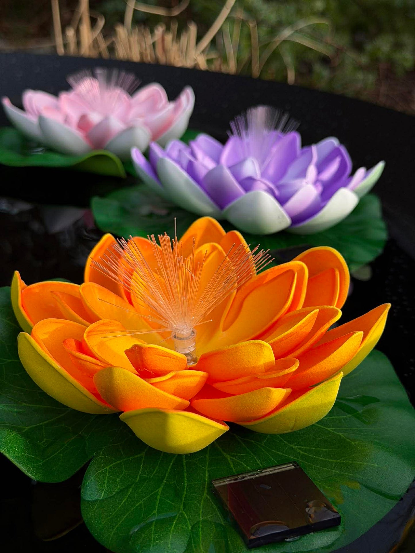 Lotus med solar - Flere farver