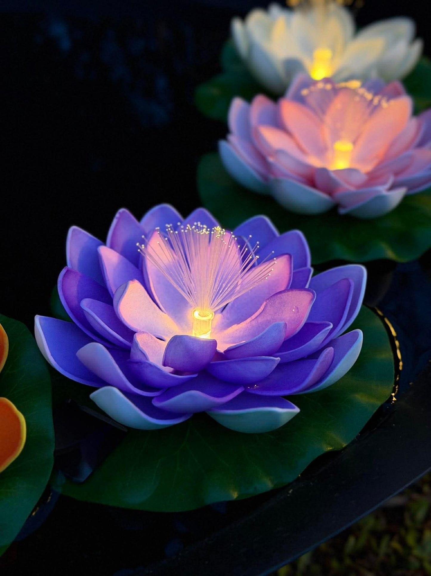 Lotus med solar - Flere farver
