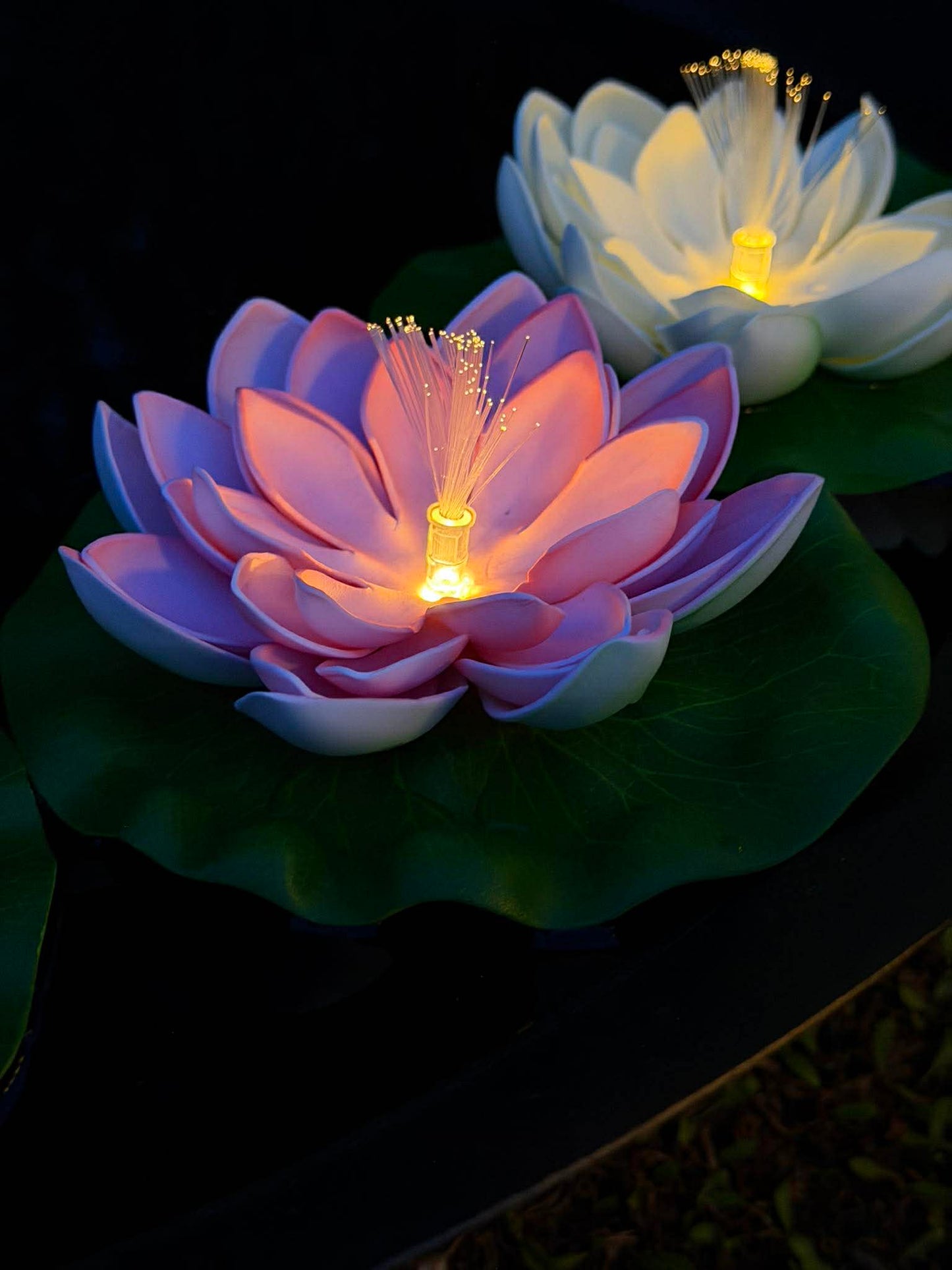 Lotus med solar - Flere farver
