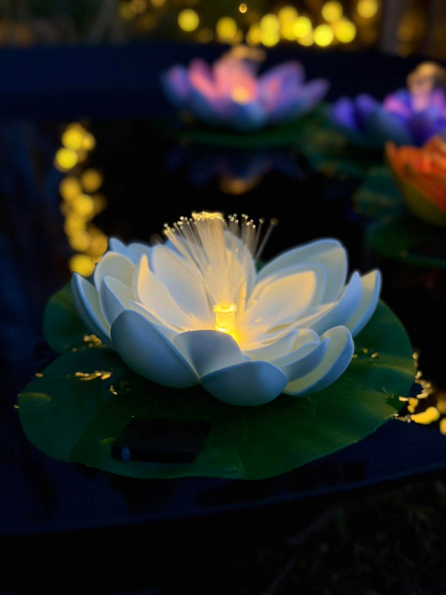 Lotus med solar - Flere farver
