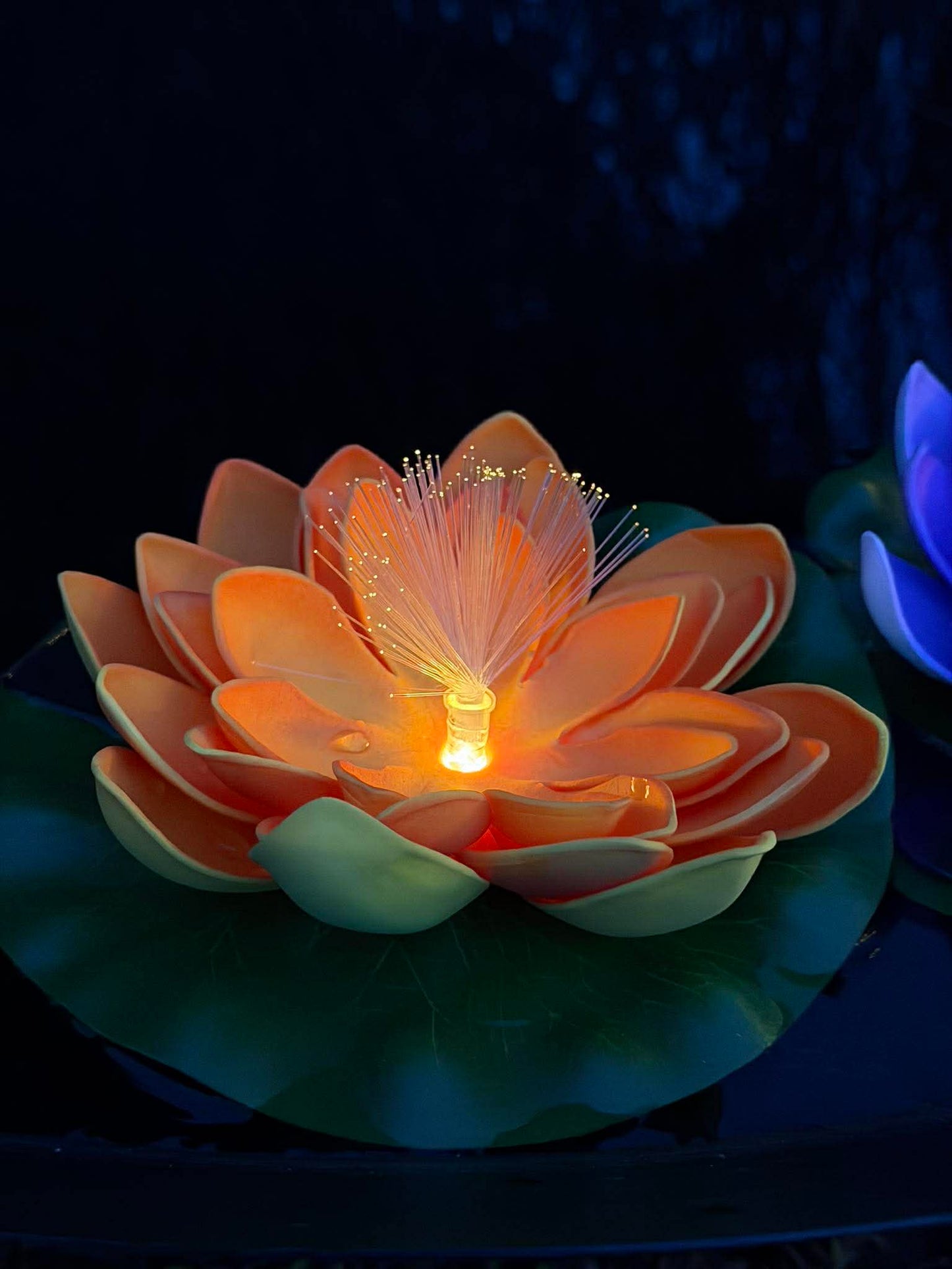 Lotus med solar - Flere farver