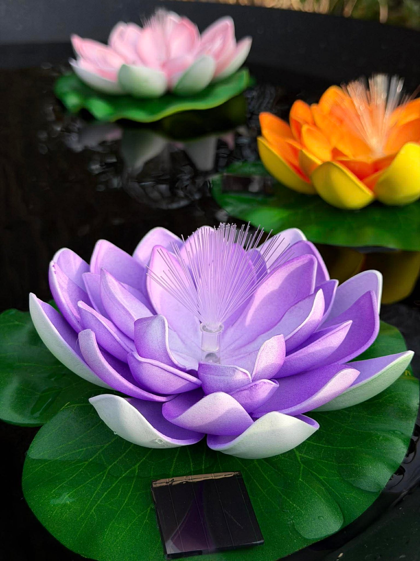 Lotus med solar - Flere farver