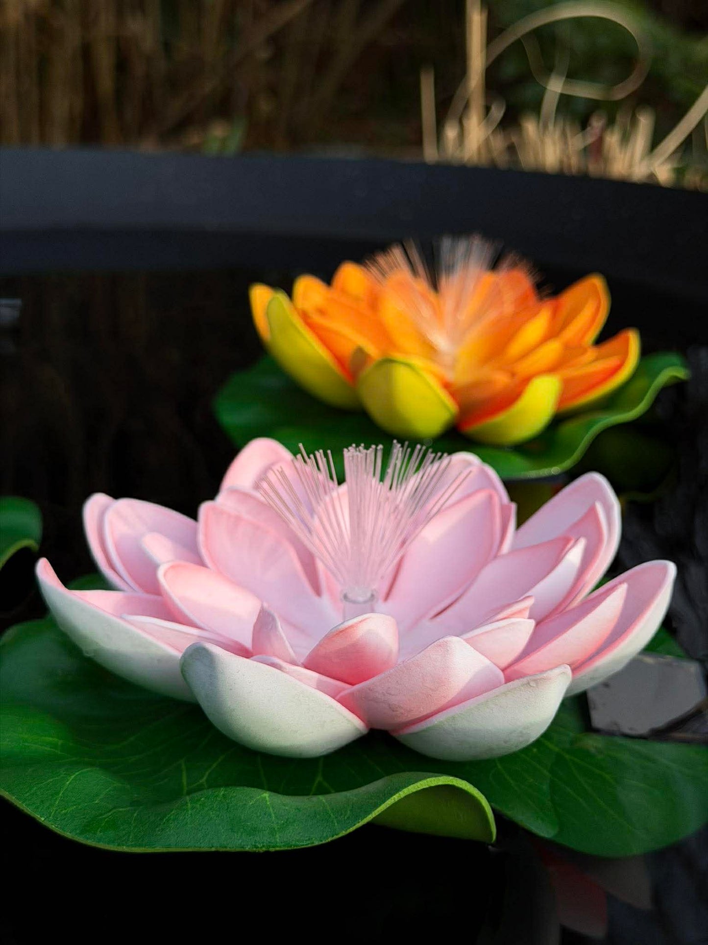 Lotus med solar - Flere farver