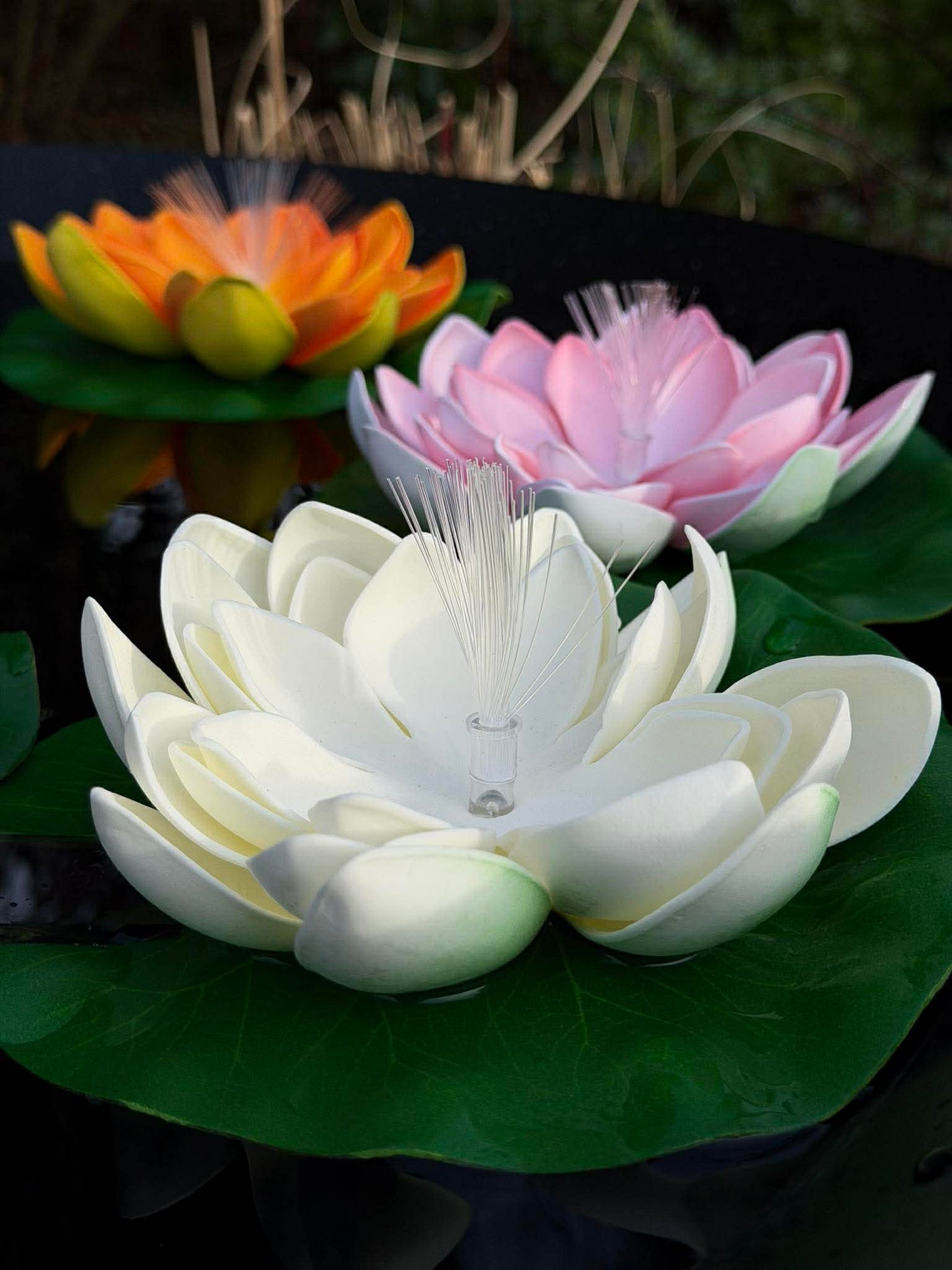 Lotus med solar - Flere farver