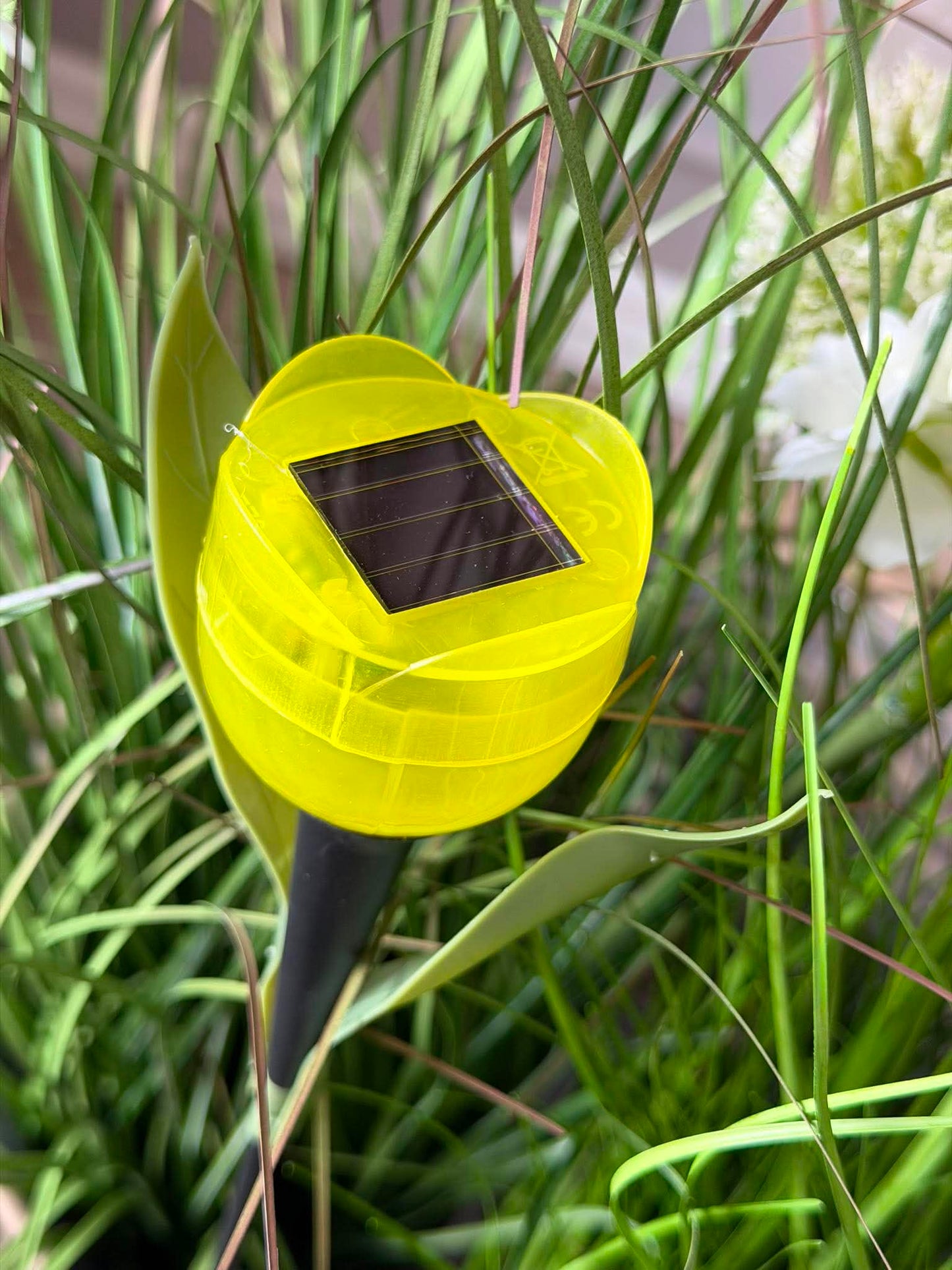 Tulipan Solar - Flere farver