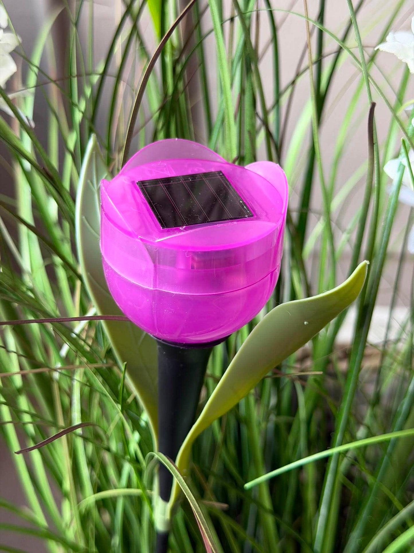 Tulipan Solar - Flere farver