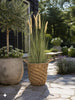 Pampas i potte - 91 cm