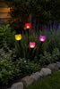 Tulipan Solar - Flere farver