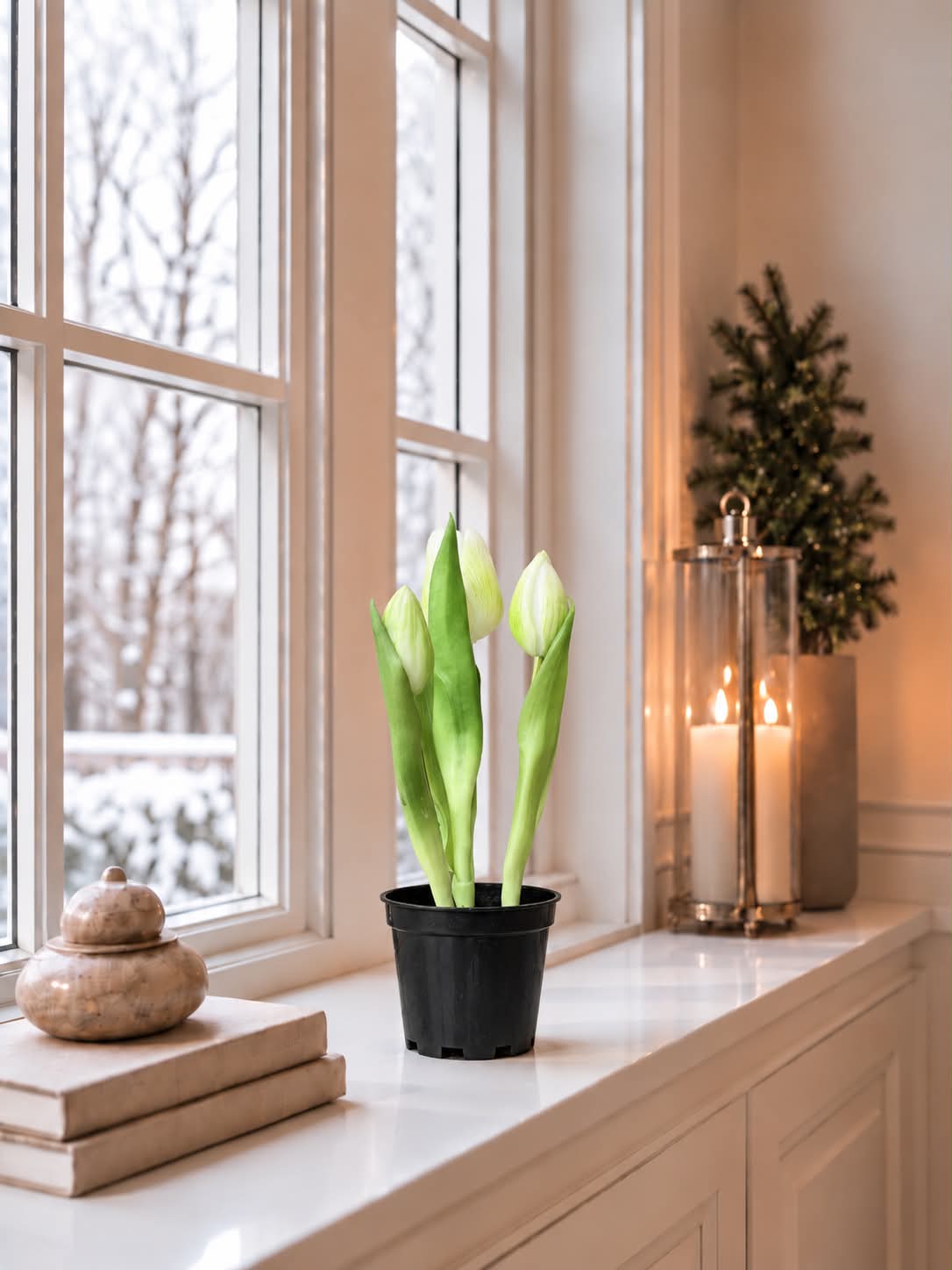 Tulipan i potte - Hvid med 3 Blomster