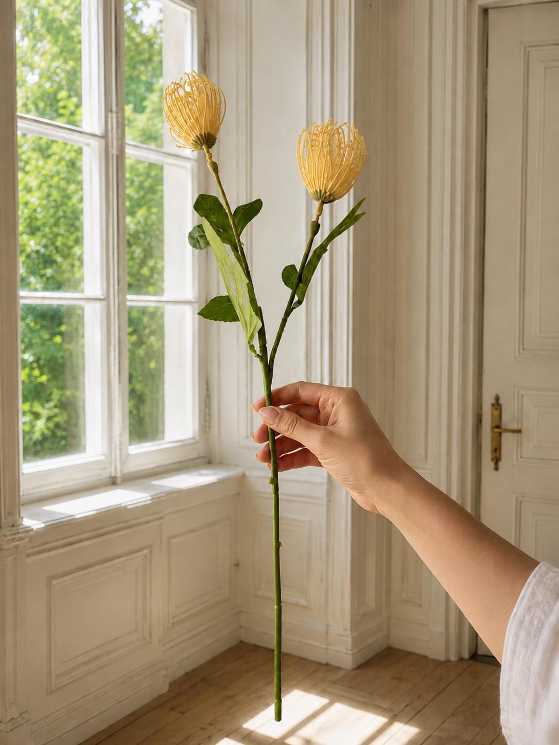Blomstergren Krysantemum - Flere farver