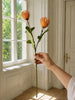 Blomstergren Krysantemum - Flere farver