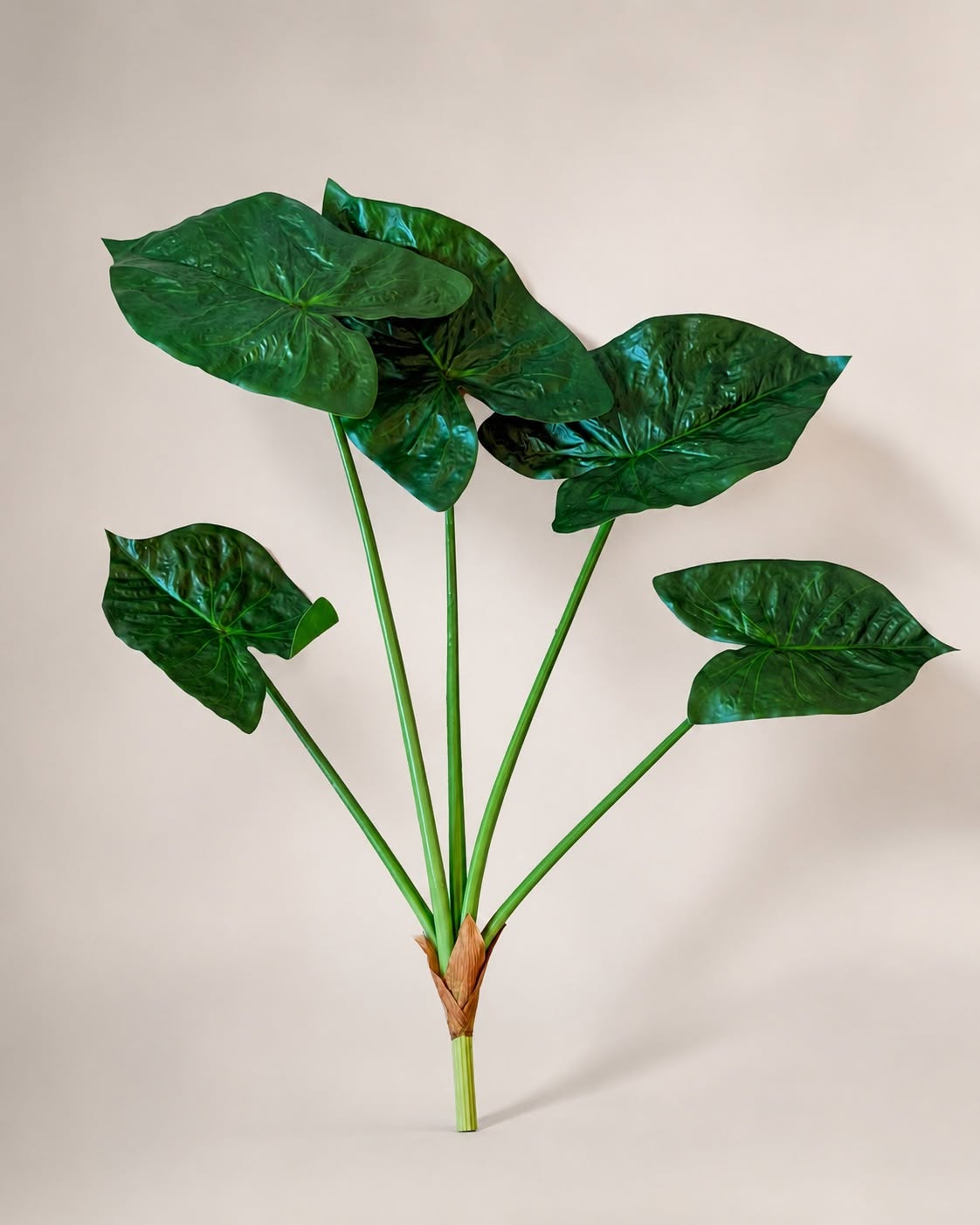 Plante Alocasia Big H:79 cm Grøn