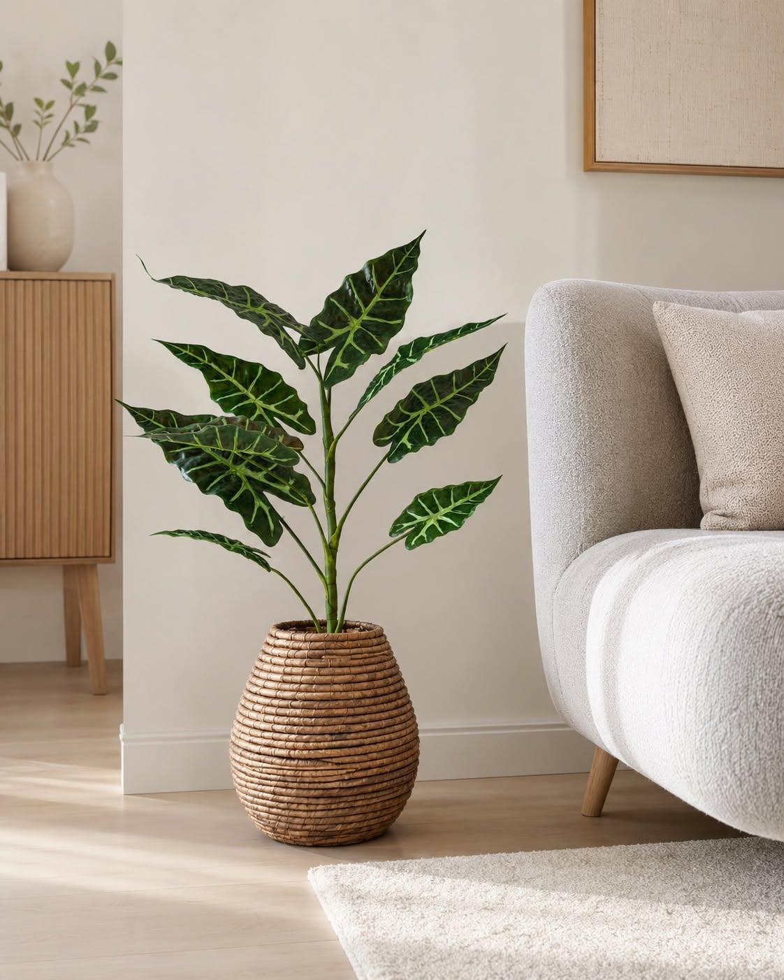 Plante Alocasia H:80 cm Broget