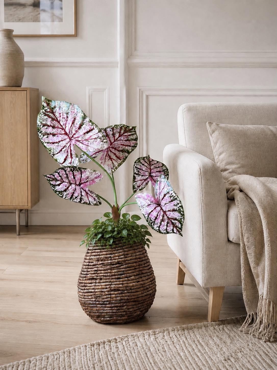 Plante Caladium H:67 cm Rosa/Grøn