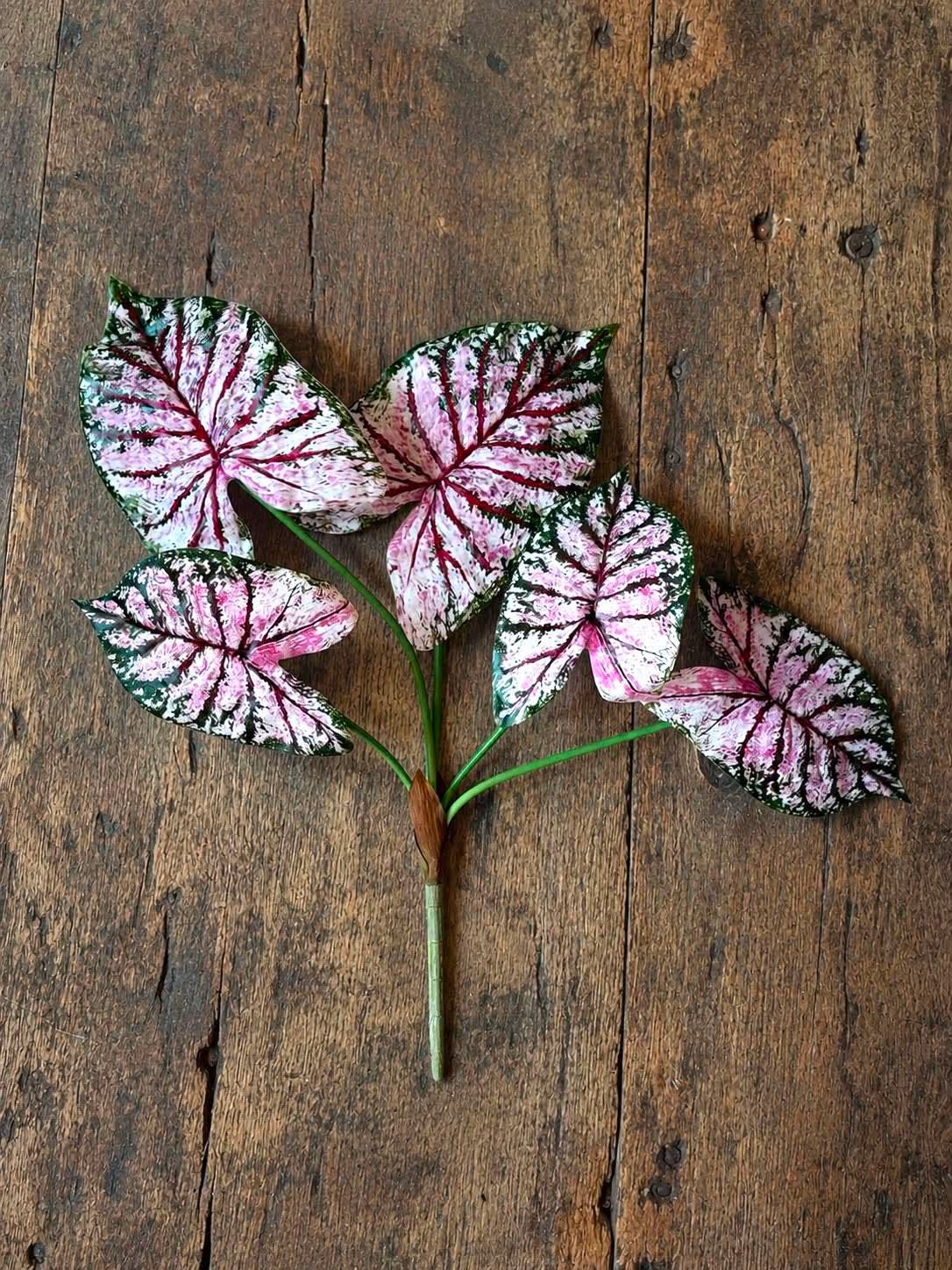 Plante Caladium H:67 cm Rosa/Grøn