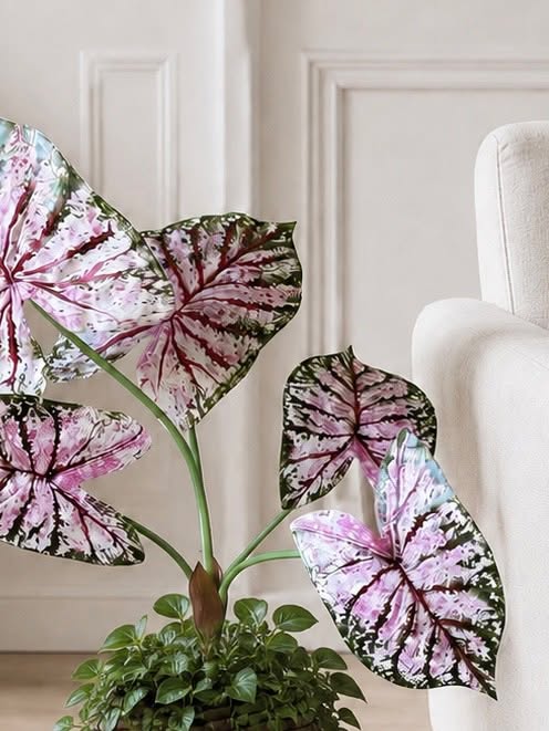 Plante Caladium H:67 cm Rosa/Grøn