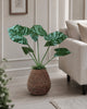 Plante Alocasia Big H:79 cm Grøn