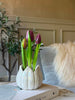 Tulipan i potte - Lilla med 3 blomster
