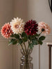 Dahlia - Color mix