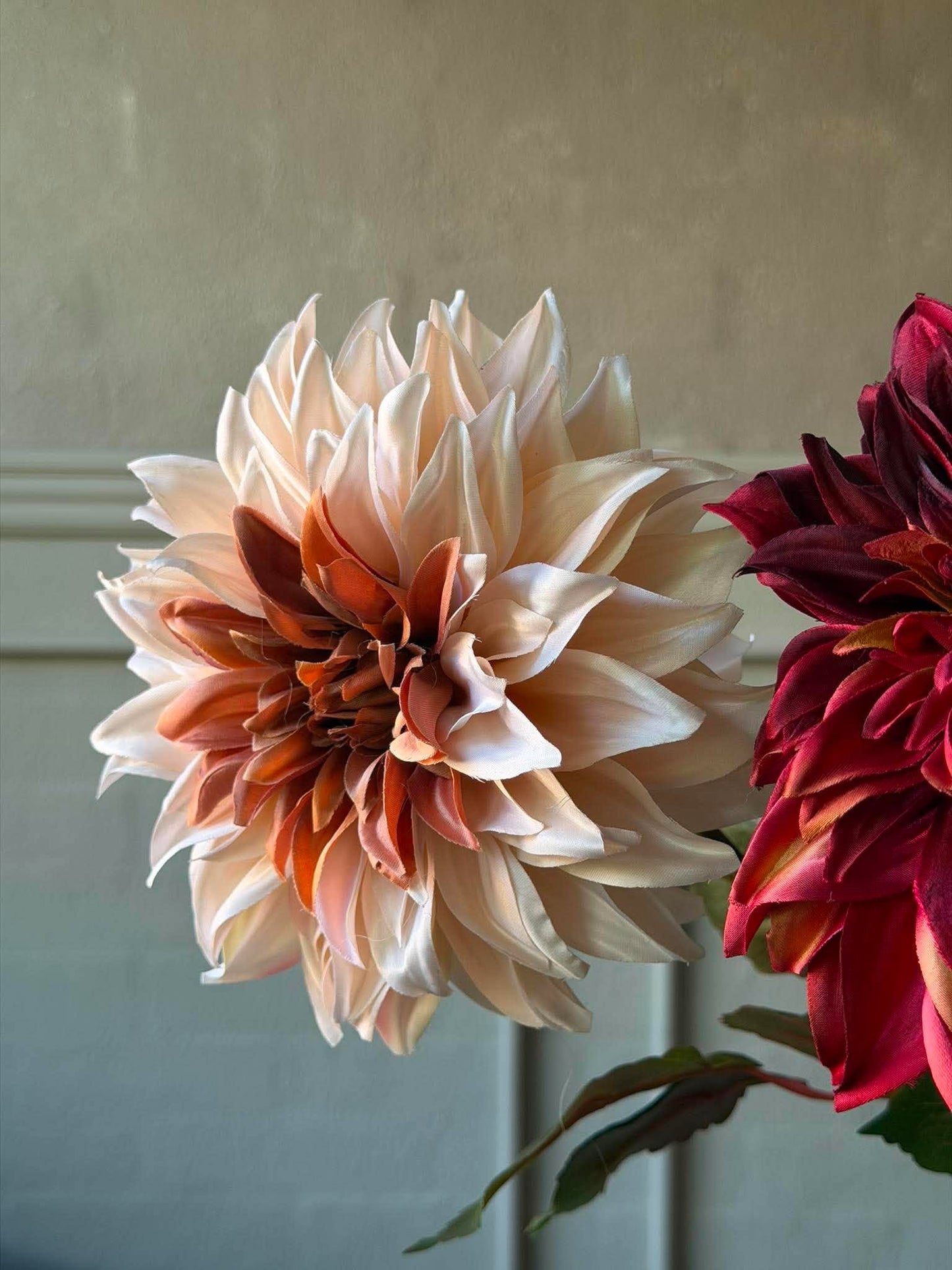 Dahlia - Color mix