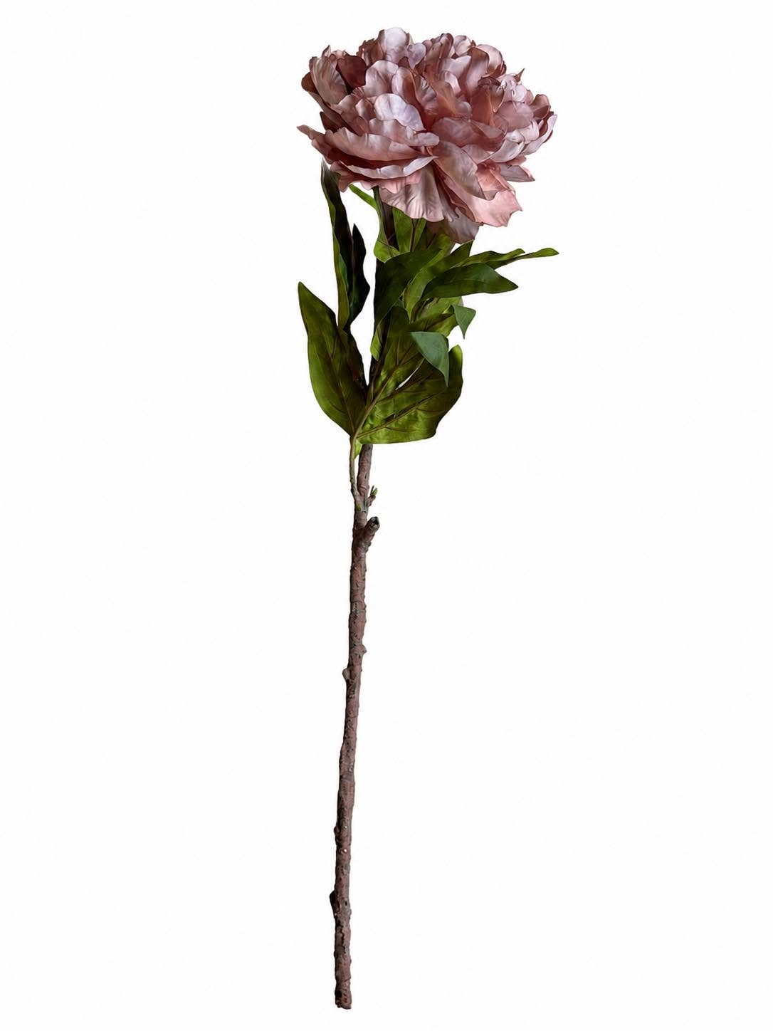 Pæon - Dusty rose