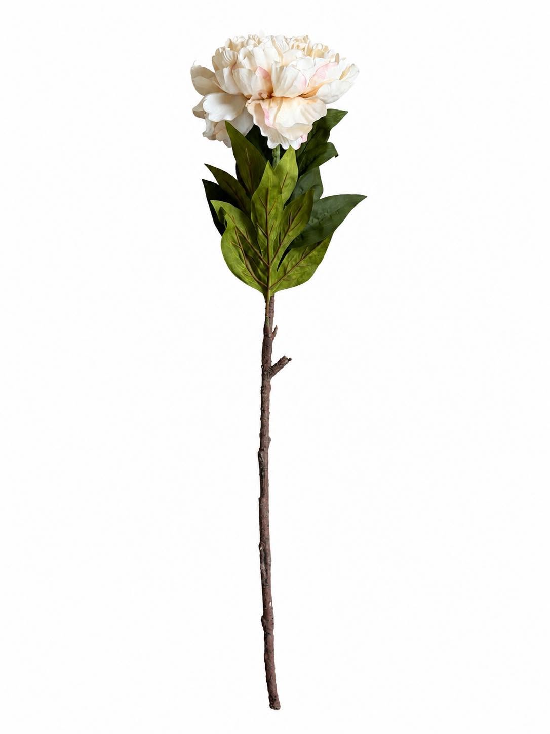 Pæon stilk 72 cm - Creme