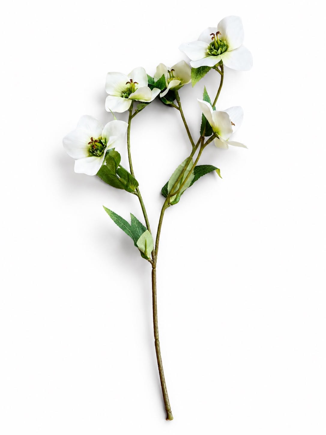 Julerose hvid