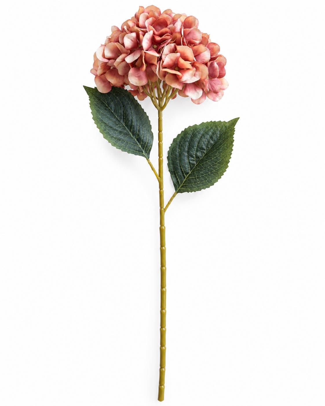 Hortensia brændte farver - Mix