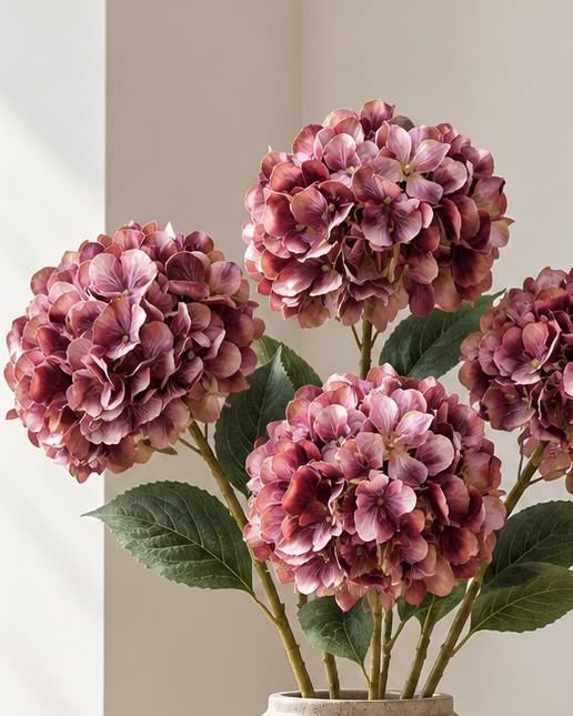 Hortensia brændte farver - Mix