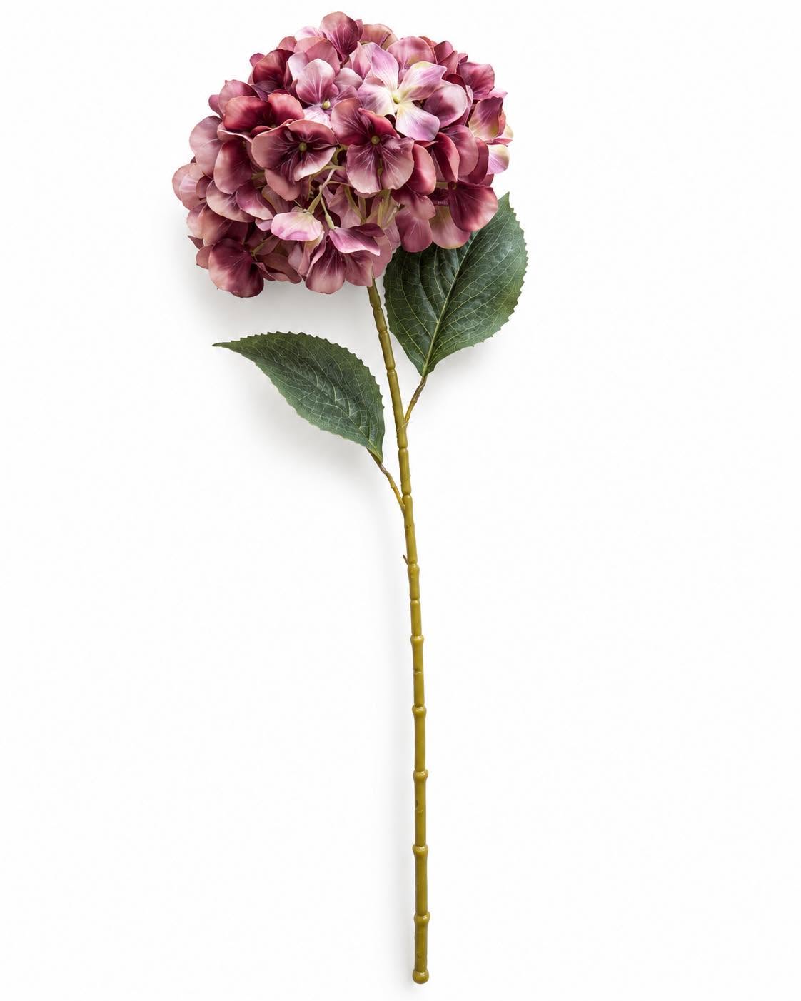 Hortensia brændte farver - Mix
