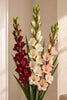 Gladiolus MIX – Kunstig blomst