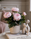 Pæon i potte - Rosa