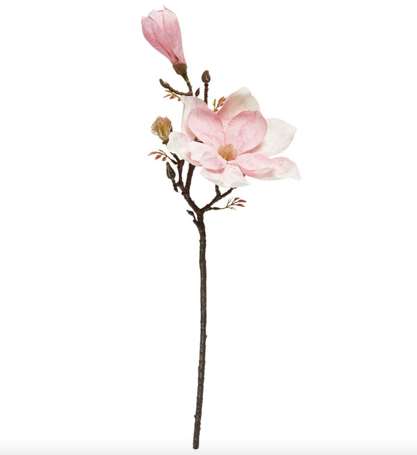 Blomst magnolia stilk