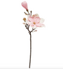 Blomst magnolia stilk