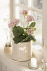 Blomst Pelargonie